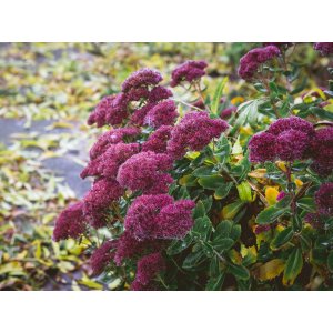 Rozchodník veľký (Sedum telethium) ´HERBSTFREUDE´ kont. P9
